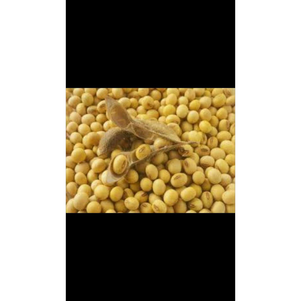 

kacang arab