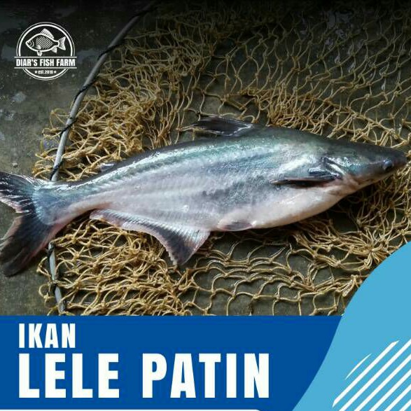 

Ikan patin