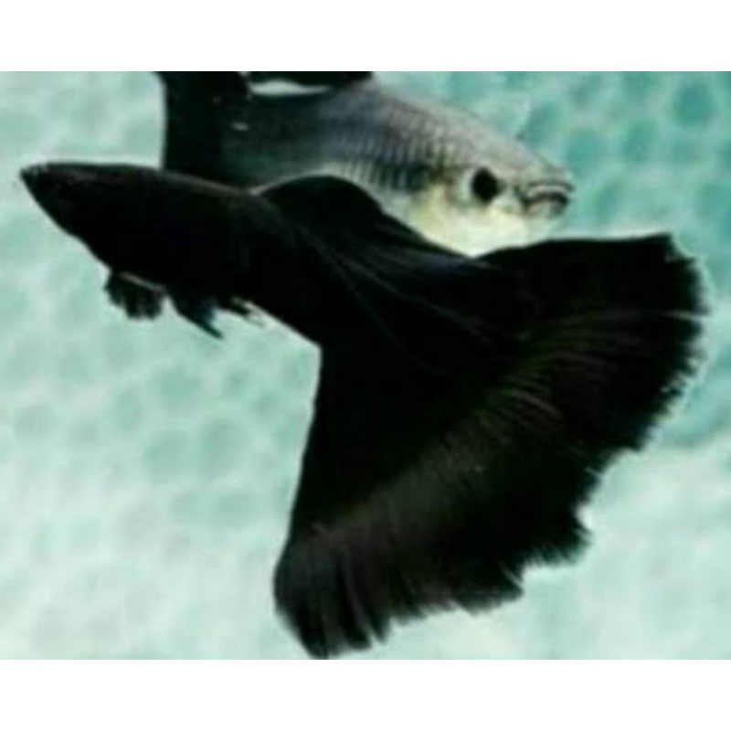 ikan hias guppy full black moscow sepasang