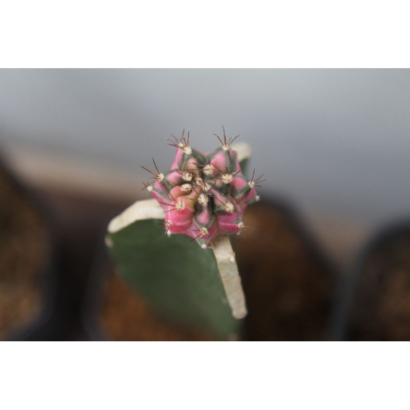 kaktus gymno miha pink diamond