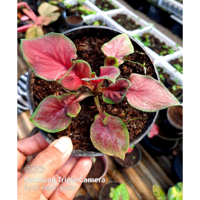 Tanaman Hias Caladium/Keladi Hias RED JAGUAR REMAJA