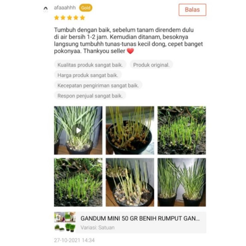 GANDUM SM 25 GR - Biji Catgrass Benih Rumput Kucing Benih Wheatgrass ISI RATUSAN