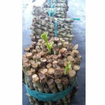 Bibit / Benih Rumput odot,rumput pakan sapi