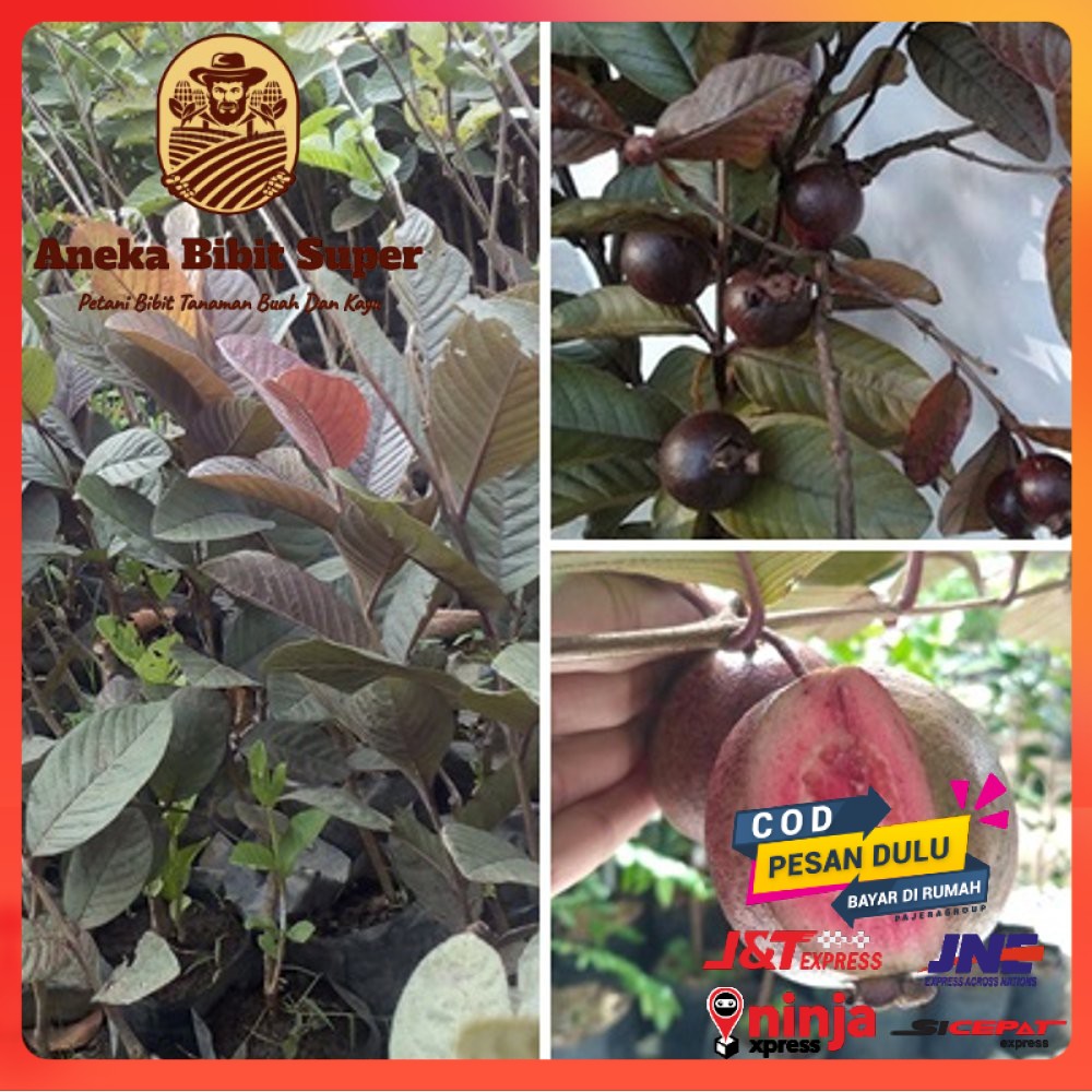 Bibit Jambu Biji kristal Merah Australia