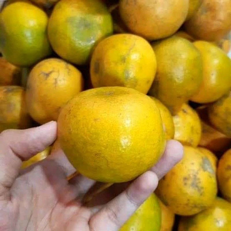 

Jeruk Medan Manis. MyAp.FRESH_FRUITS