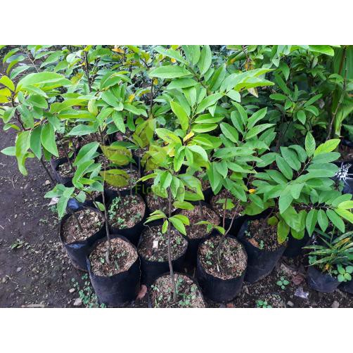 Bibit Tanaman Bibit Buah Srikaya Besar Pohon Buah Srikaya Besar