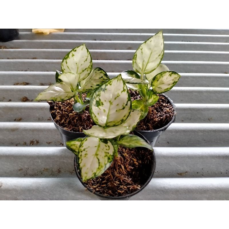 Aglonema Super white (Promo super white murah)
