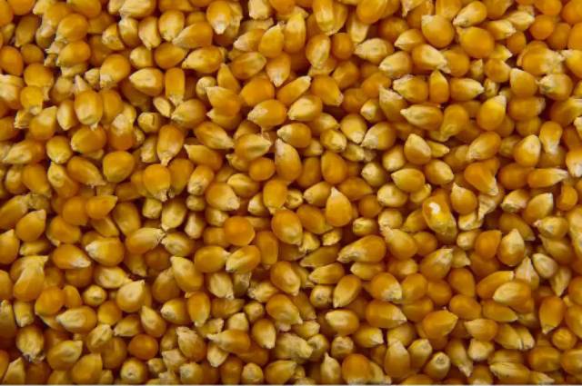 

Jagung Popcorn 1kg