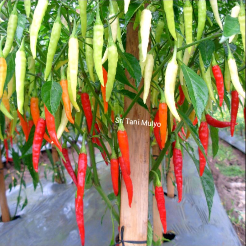 ID 20 BIJI - BENIH CABAI RAWIT ANNUM HIBRIDA RINTA F1 - BINTANG ASIA BIBIT SAYURAN BENIH SAYURAN