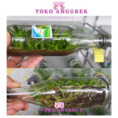 BIBIT ANGGREK BOTOL DENDROBIUM SIAP AKLIM SUNDUL BOTOL