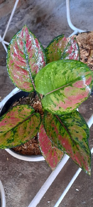 Gandasil D Isi 500 Gram Pupuk Daun Untuk Pertumbuhan