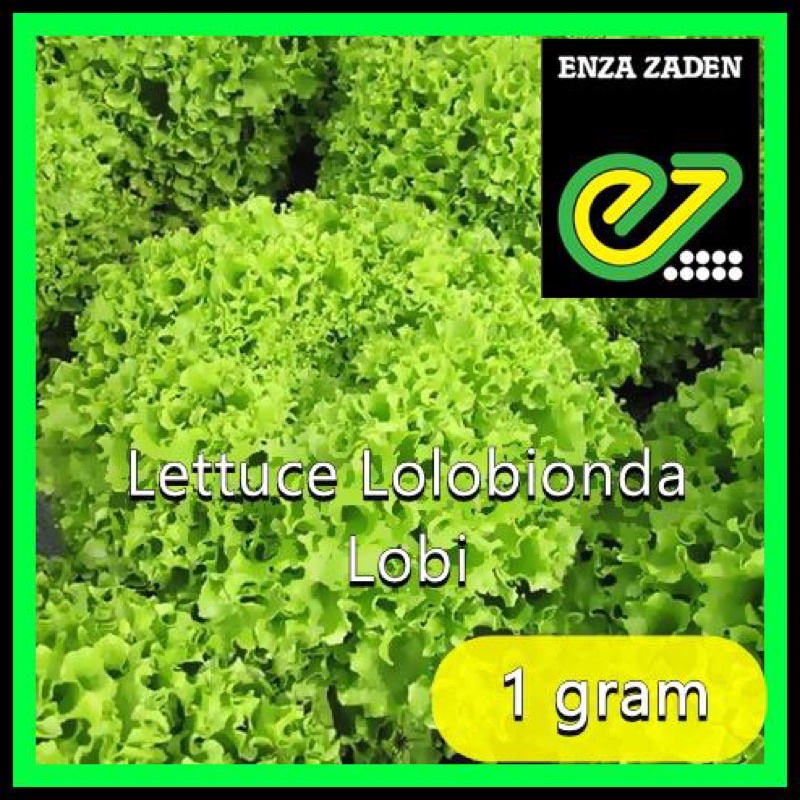 Benih biji 1 gram selada hijau Lollobionda Enza Zaden