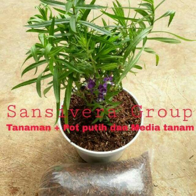 Tanaman Pohon Bunga Lavender Pot Putih Dan Media Tanah Shopee Indonesia