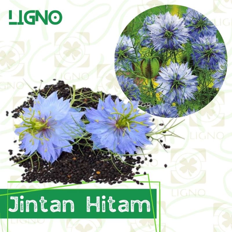 Benih JINTAN HITAM (isi-200) - Biji Bibit