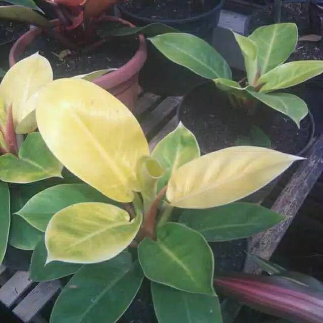 Tanaman hias philo moon light ( Philo Lemon )