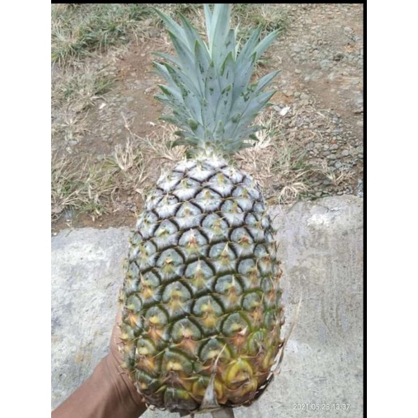 1batang 500gr bibit nanas jumbo bogor