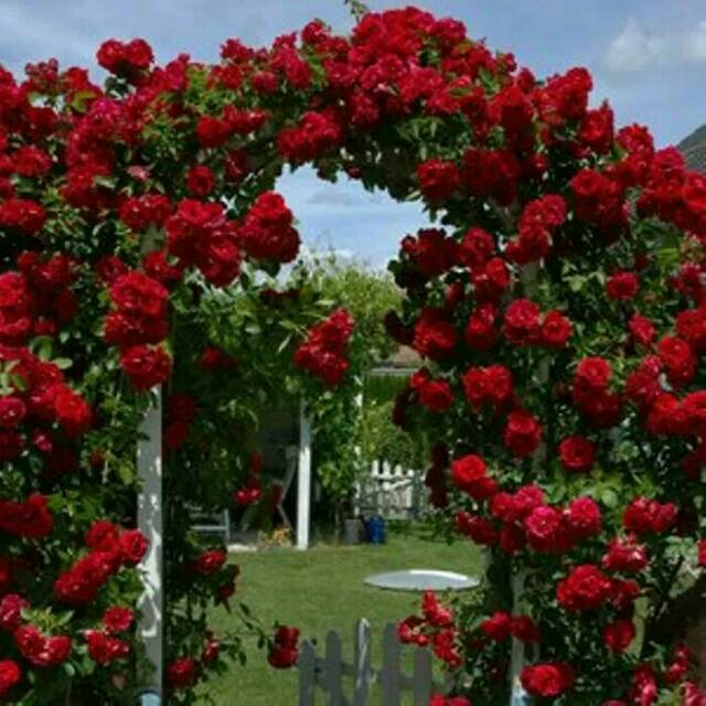 Tanaman mawar rambat merah  climbing rose red Shopee 