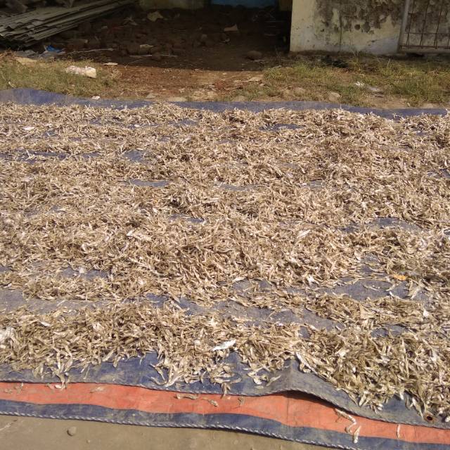 

#Ikan teri kering