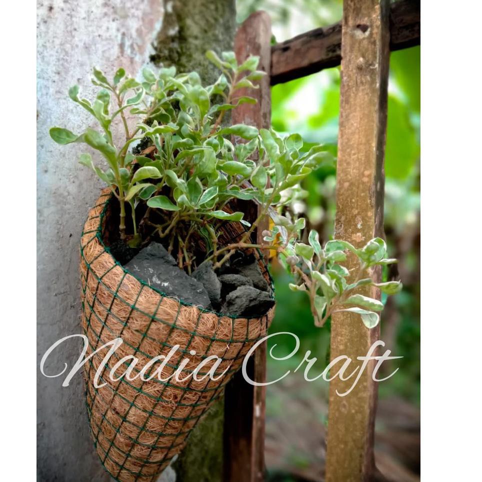 AIN paket 10pcs pot anggrek sabut kelapa vas gantung tempel kokedama free sabut tali gantung media t