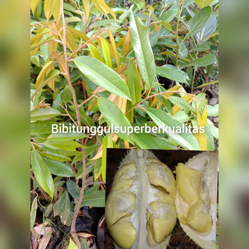 Bibit Durian Super Tembaga asli Nusantara
