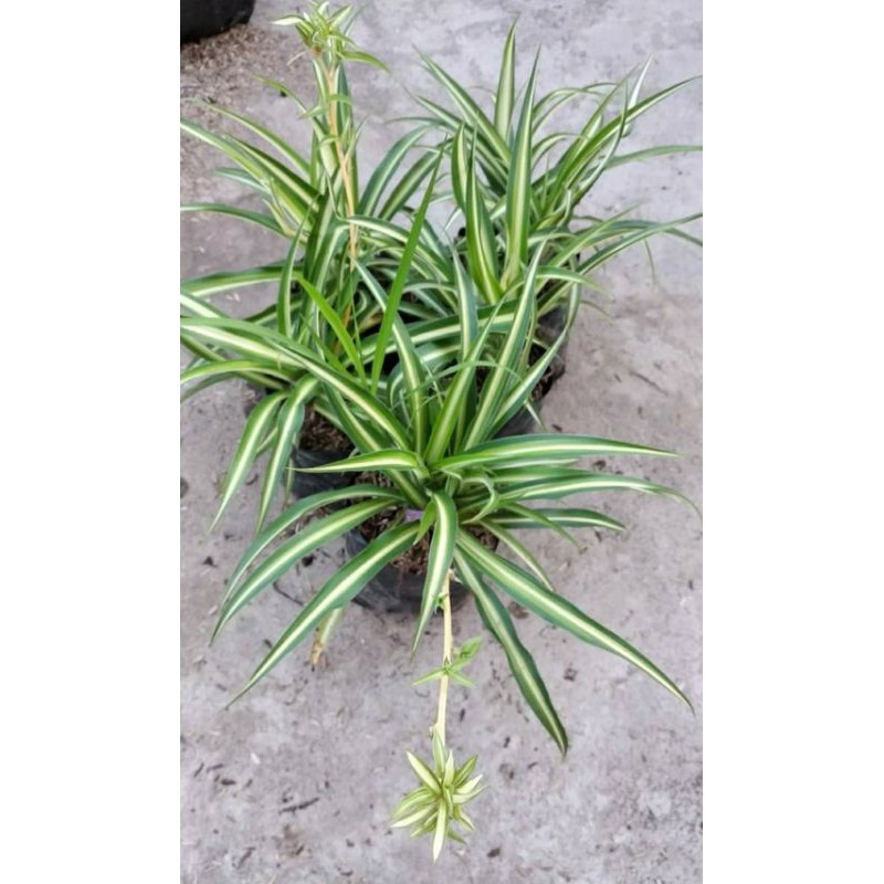 spider plant