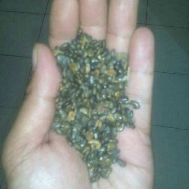 Benih orok-orok (crotalaria juncea)