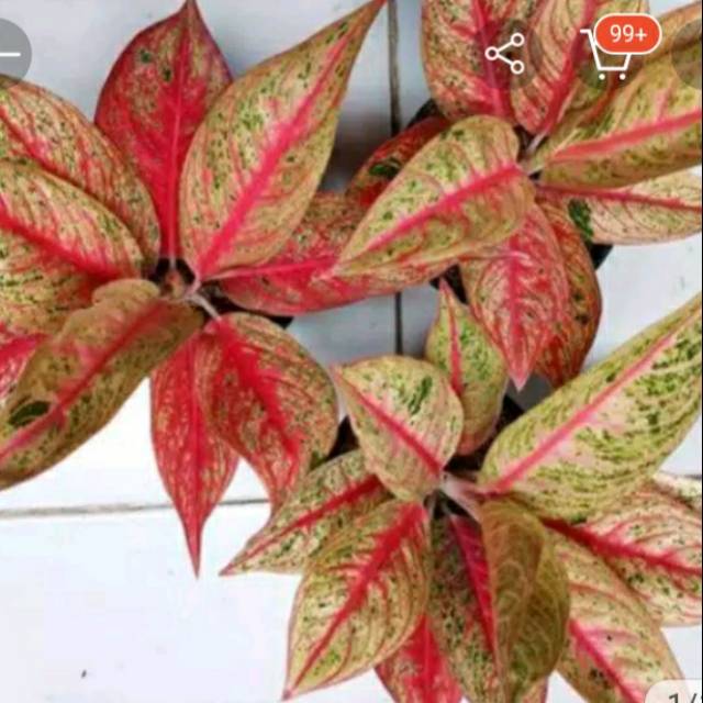 PROMOTANAMAN HIAS AGLONEMA LEGACI