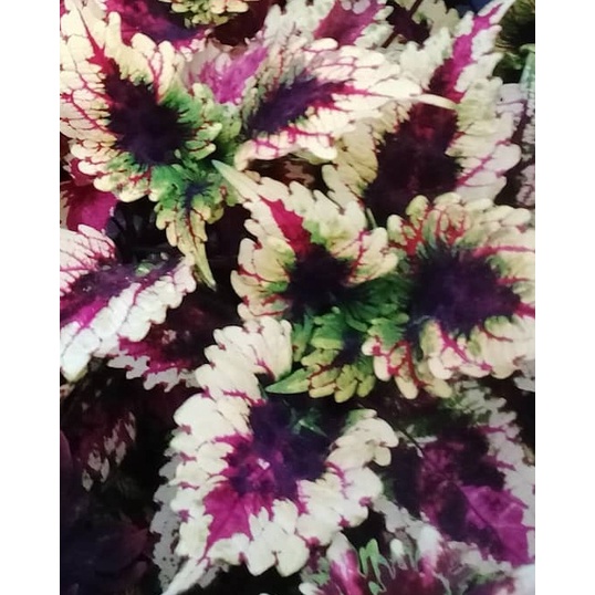 Tanaman Hias Miana Akar ID Cendrawasih