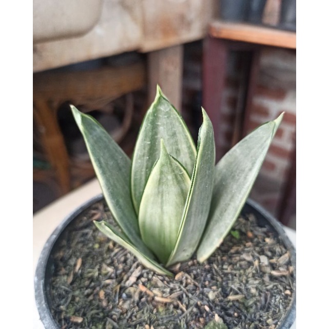 sansevieria silver frost mini