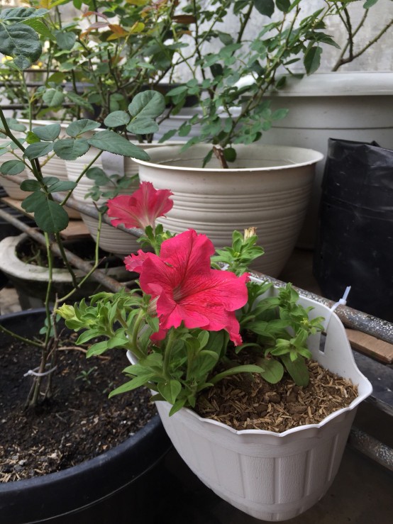 Pot Bunga Gantung Twinpan