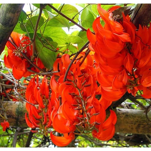 Tanaman Flame of Irian