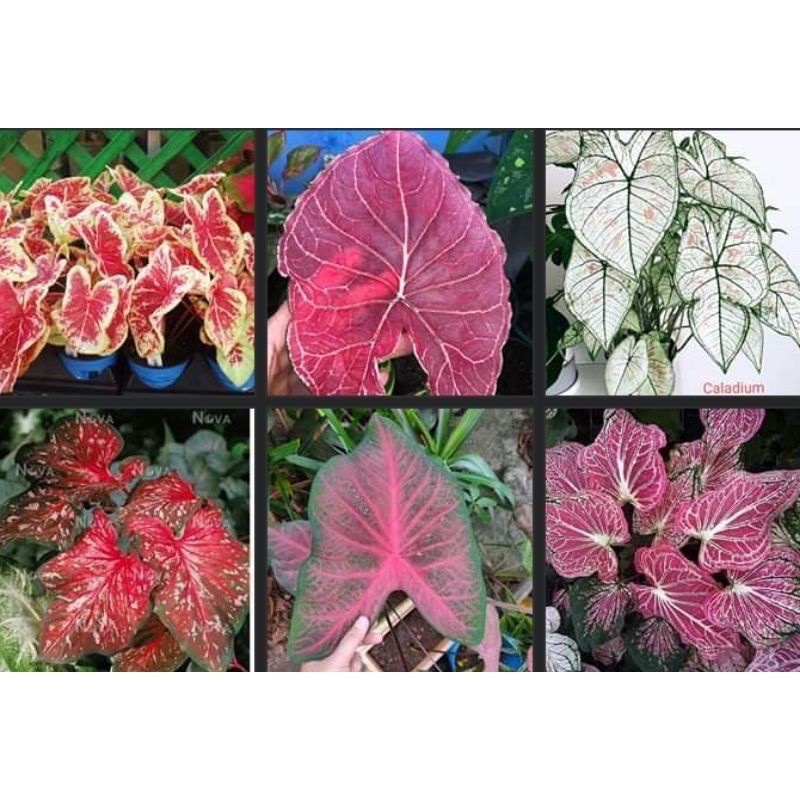 Promo terbatas Paket 6 umbi Caladium import thailand