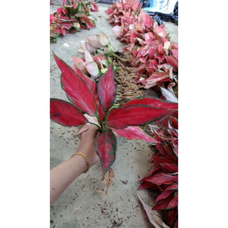 bunga aglonema  red Ruby  garuda  Shopee Indonesia