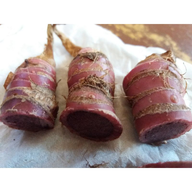 Bonggol Alocasia Black Cuprea (pucuk atas)