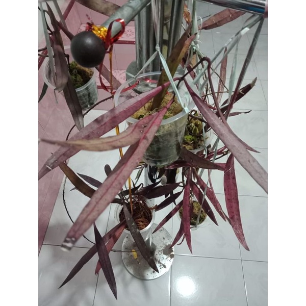 Hoya Sulawesiana daun merah.