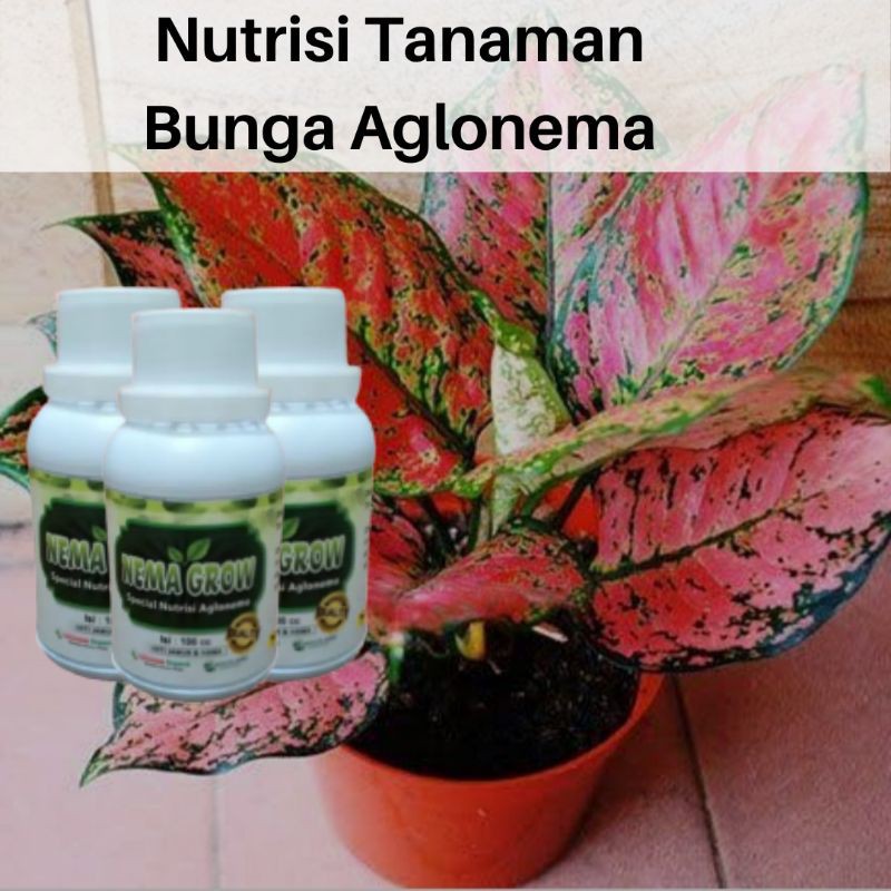 Pupuk Bunga Aglonema, BISA COD Pupuk Aglonema terbaik penumbuh tunas