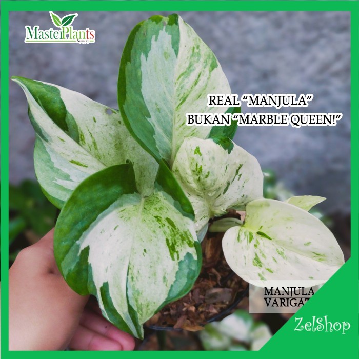 Tanaman Hias Manjula 1-2 Daun Original / Sirih Gading Manjula / Sirih Keong