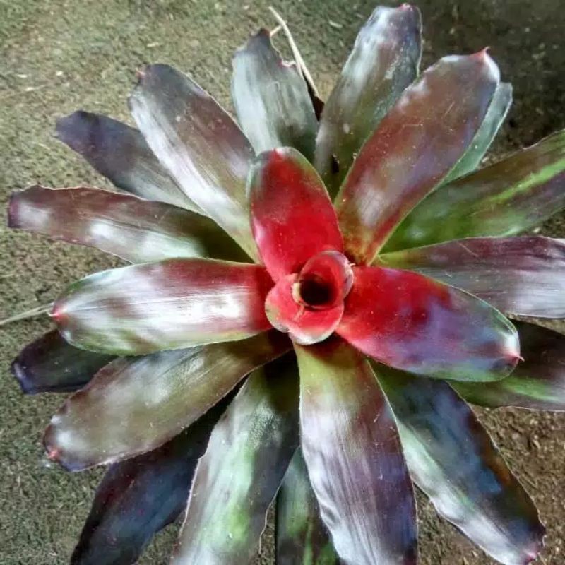 tanaman hias Bromelia merah besar
