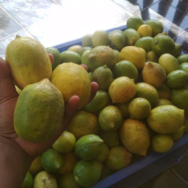 

Jeruk California Lokal
