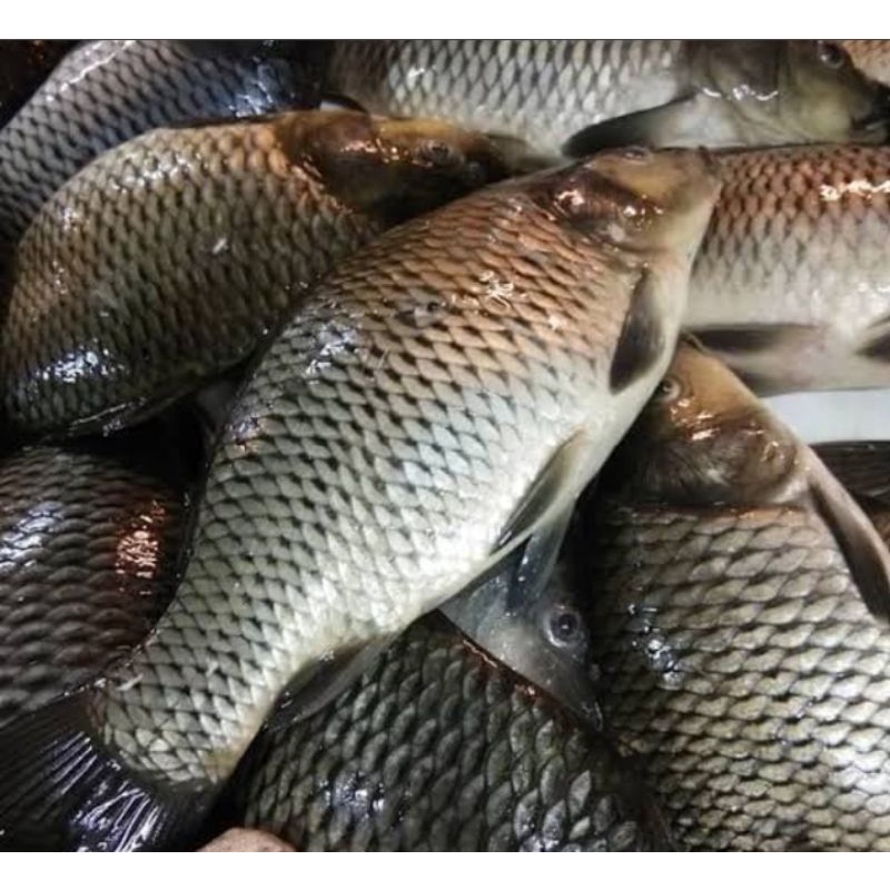 

Ikan Mas Segar