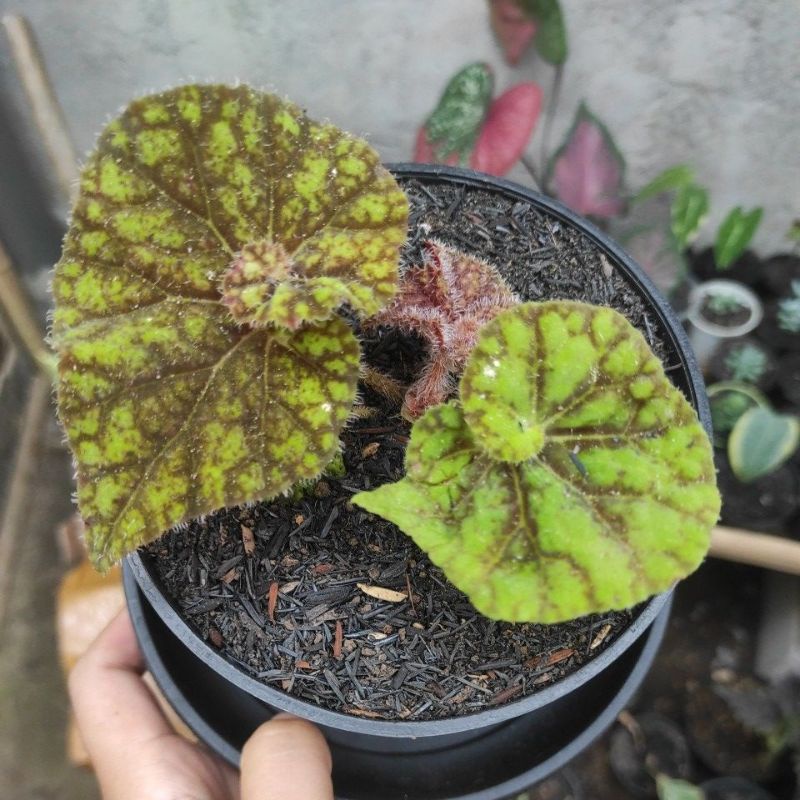 Begonia escargot kuning begonia keong kuning keong hijau keong merah