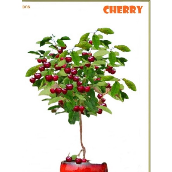 

biji/benih_buah_red_dark_cerry/3biji