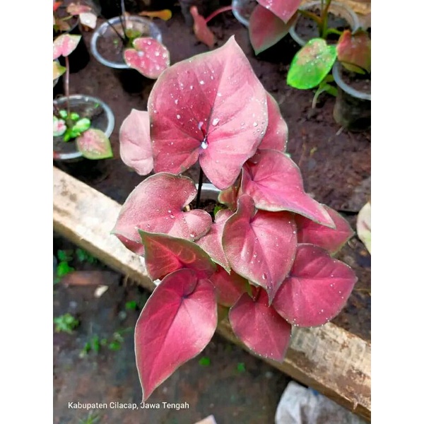 Paket 4 Keladi Thailand Import / Keladi Thai Series / Keladi Hias Paket / Keladi Hias Hidup / Paket 