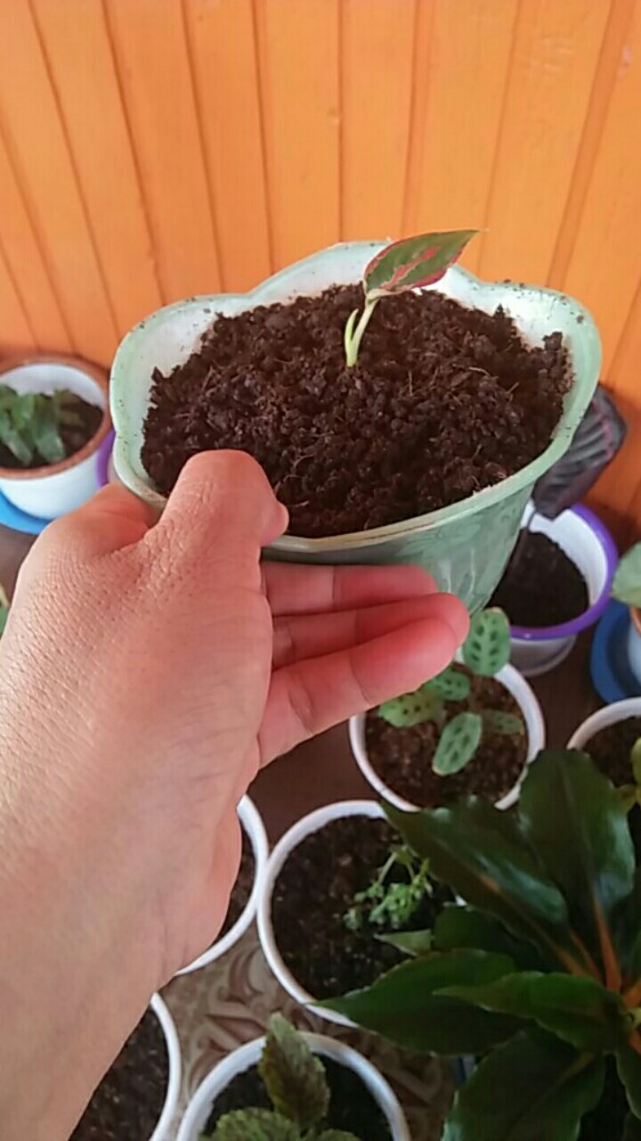 Suksom Jaipong Anakan/suksom Jaipong Bonggolan 2~3 Helai