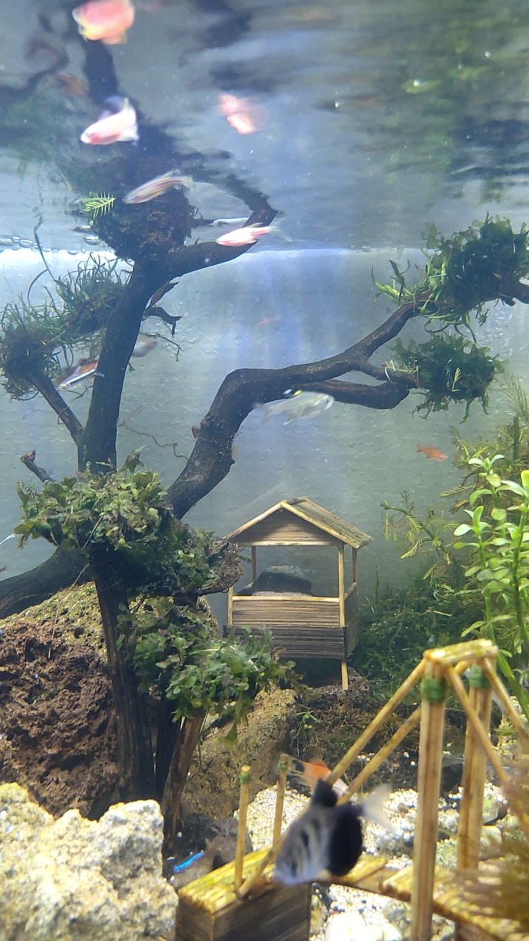 Tanaman Aquascape Hiasan Aquarium Mos Pelia