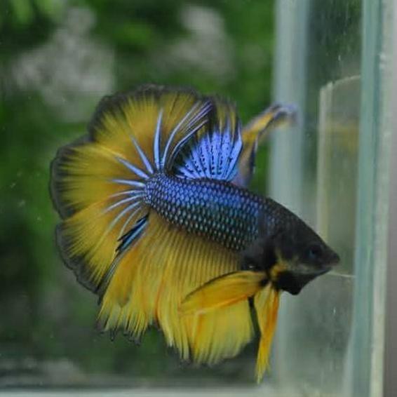 Diskon (dyg-713) BETTA FISH IKAN CUPANG HALFMOON ROSETAIL YELLOW BLUE(MG)