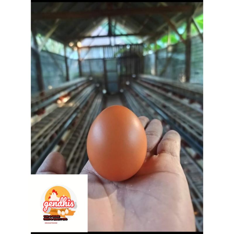 

TELUR BLITAR 2KG FRESS GLOWING