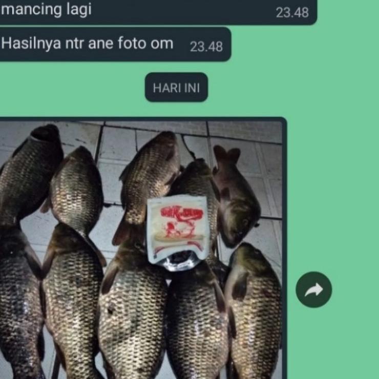 UWB Umpan ikan mas ULIK ULIK GACOR / SIAP PAKAI simpel gak ribet 2020 Berkah