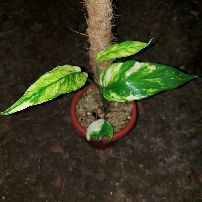 epipremnum kujang - epipremnum pinnatum yellow varigata f1 - murah