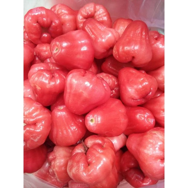 jambu air merah/jambu rujak